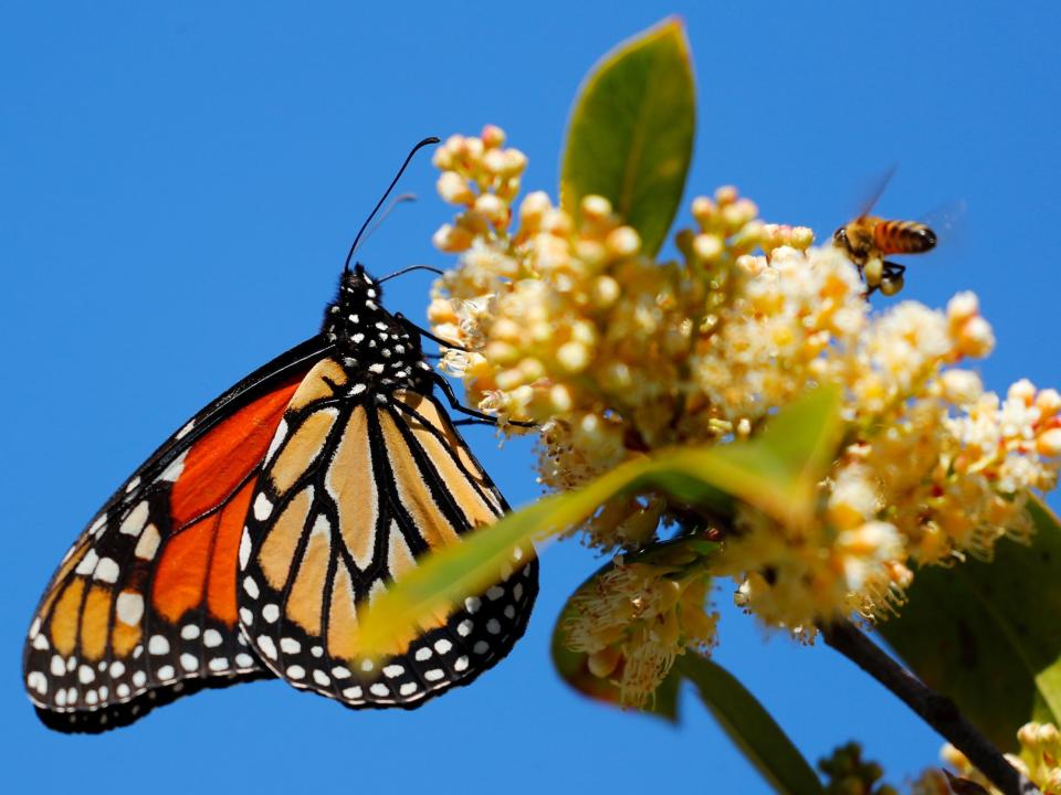 monarch butterfly on small yellow flowers with bees background blue sky