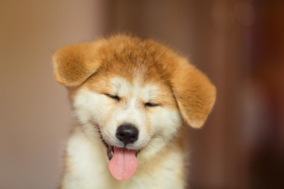 Akita puppy squinting, with its tongue out.