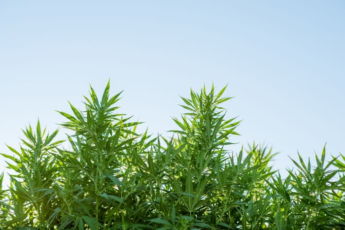 Marijuana plants growing outside