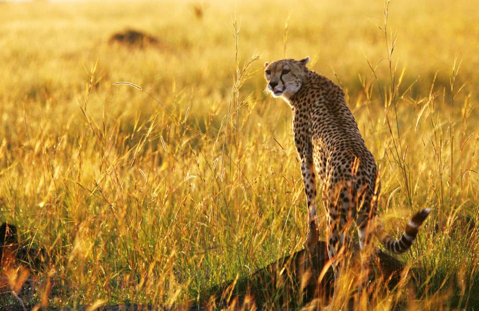 A cheetah observes the plains in Masai Mara game reserve, in this file photo from April 26, 2008. Picture taken April 26, 2008. Scientists doing energy expenditure research on cheetahs have discovered that their biggest energy drain was not the energy expended chasing prey, but the ever-increasing distances they are forced to walk while searching for prey. REUTERS/Radu Sighet/Files i (KENYA - Tags: ENVIRONMENT ANIMALS SCIENCE TECHNOLOGY)
