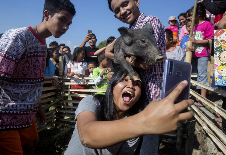 In this Friday, Oct. 25, 2019, photo, a visitor takes a selfie with a pig during Toba Pig and Pork Festival, in Muara, North Sumatra, Indonesia. Christian residents in Muslim-majority Indonesia's remote Lake Toba region have launched a new festival celebrating pigs that they say is a response to efforts to promote halal tourism in the area. The festival features competitions in barbecuing, pig calling and pig catching as well as live music and other entertainment that organizers say are parts of the culture of the community that lives in the area. (AP Photo/Binsar Bakkara)