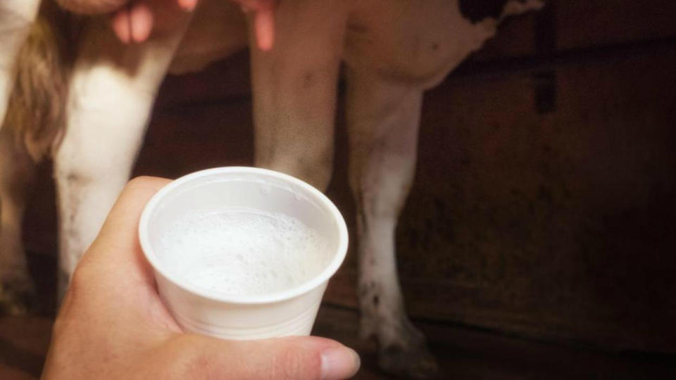 La leche cruda puede contener muchos tipos de virus, bacterias y parásitos, patógenos que ya causaron brotes de intoxicación entre 1998 y 2011. (Foto: Getty)