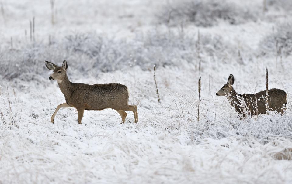 Deer have hollow air that helps trap warmth and insulate during the cold of winter.