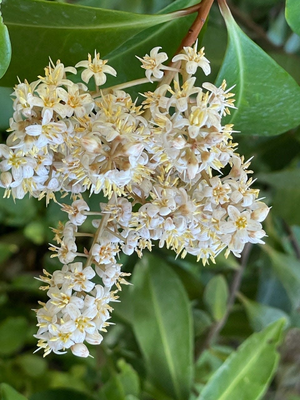 The flowers of the marlberry are fragrant. The shrub does well in shade.
