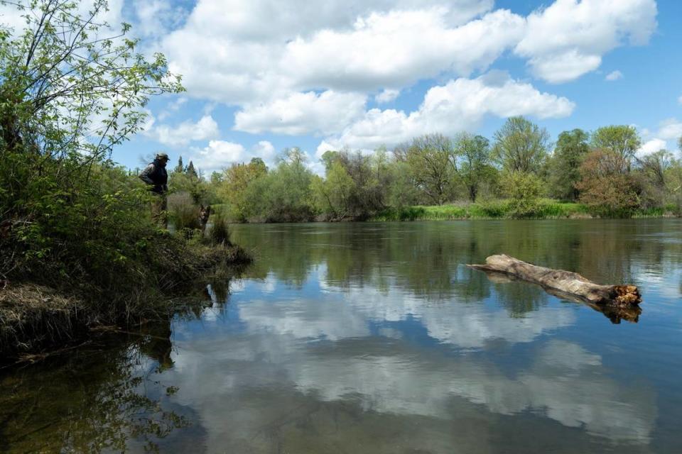 William Avery stands along the bank of the American River in an area known as Pirates cove or Loon Lagoon last month. He is trying to preserve habitat on the American River Parkway that will be impacted by flood control work.