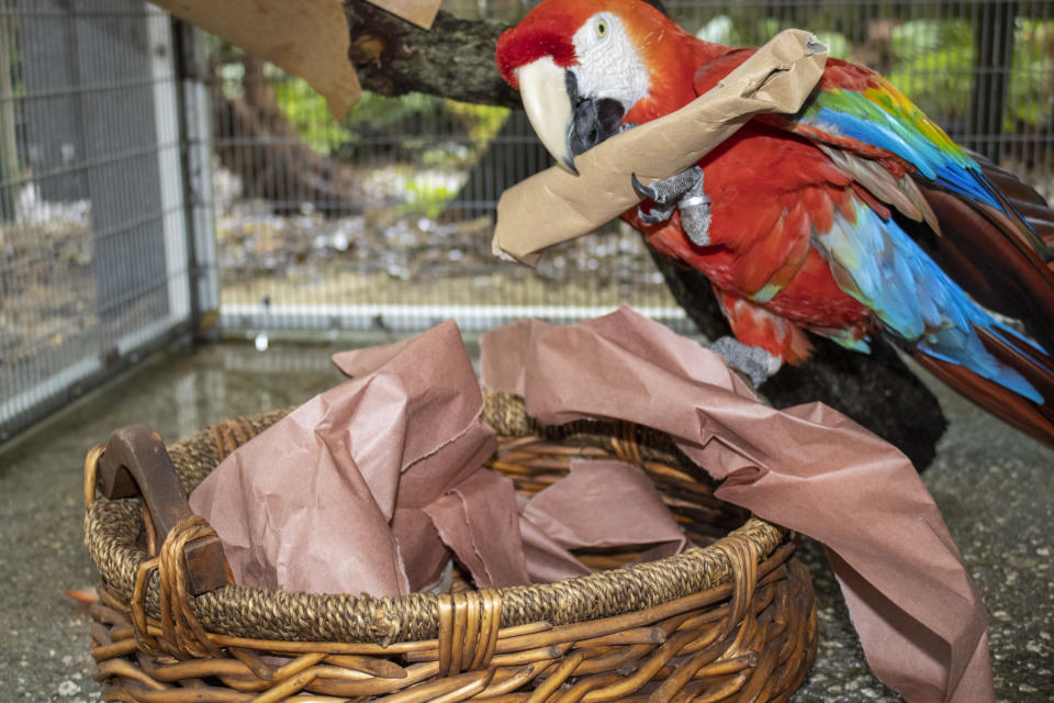 Fotografía proporcionada por el zoológico de Brevard de una guacamaya roja que vive en un hábitat temporal tras bambalinas en el zoológico de Brevard en Melbourne, Florida (zoológico de Brevard vía The New York Times)
