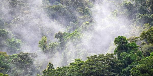 Original página web donde puedes escuchar los sonidos de los bosques tropicales  