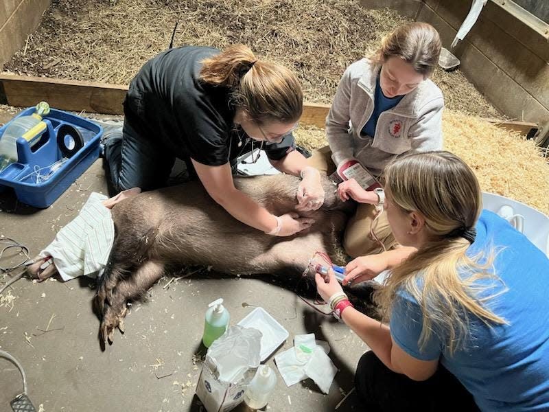 Veterinarians at the Columbus Zoo collected blood from “Kiazi," a nine-year-old aardvark at the Columbus Zoo and Aquarium, in December.