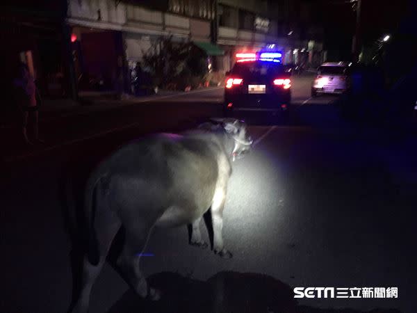 水牛脫韁離家出走，躲在附近騎樓下，結果臀部太大擋到道路。（圖／翻攝畫面）