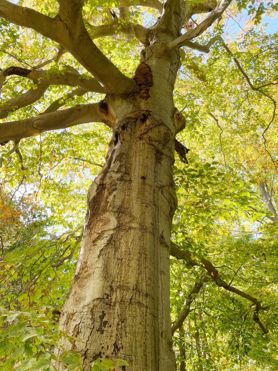 Old-growth trees are still growing in the Latimer Woods area in Bloomington.