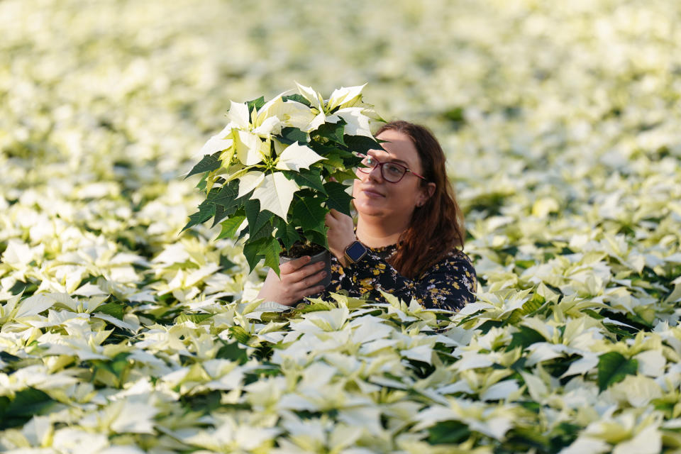 Monika Dratwicka inspects a crop of new white 'Alaska' poinsettias at Bridge Farm Group in Spalding, Lincolnshire. (Joe Giddens/ PA)