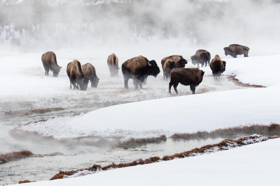 Bison in Yellowstone National Park.