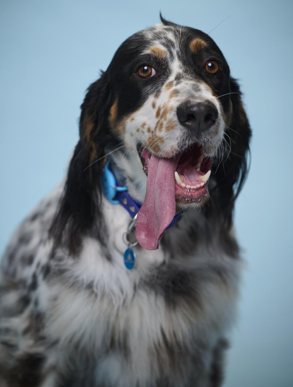 Dog gets world record for longest tongue