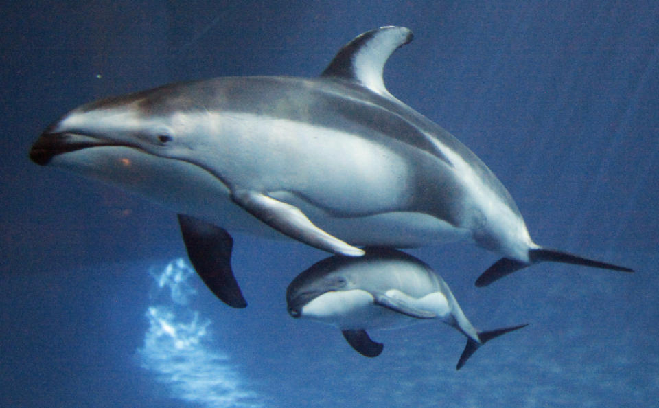 A Pacific white-sided dolphin calf swims along with its mother Piquet, Tuesday, June 12, 2012, at Chicago's Shedd Aquarium. The baby male dolphin, which does not have a name, was born on Memorial Day. (AP Photo/Kiichiro Sato)