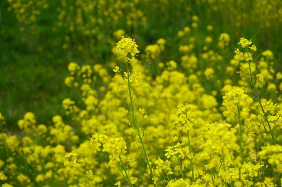 Common mustards near Fairlawn this past week.