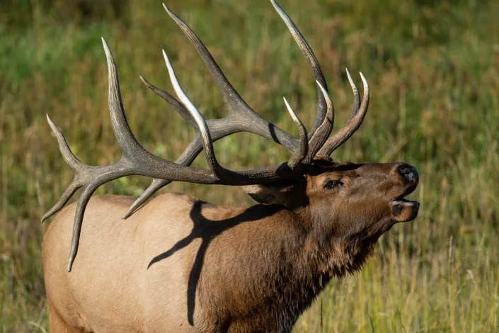 A large bull elk that some named the Big Kahuna, Bruno and Incredibull was found dead Sunday in Rocky Mountain National Park. The elk was popular among visitors and wildlife photographers. The cause of death of the approximately 10-year-old animal is unknown, but natural causes or mountain lion attack are suspected.