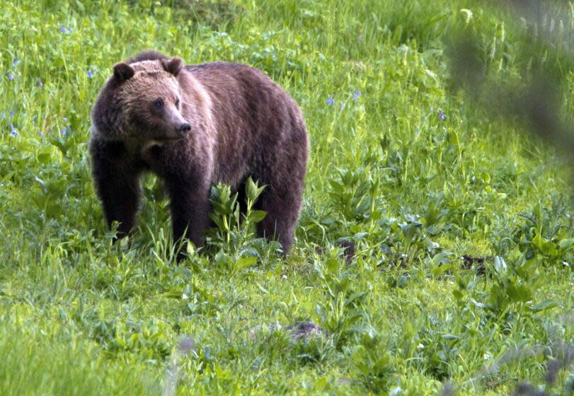 FILE - In this July 6, 2011, file photo, a grizzly bear roams near Beaver Lake in Yellowstone National Park, Wyo. The Biden administration on Friday, Feb.3, 2023, took a first step toward ending federal protections for grizzly bears in the northern Rocky Mountains, which would open the door to future hunting in several states. (AP Photo/Jim Urquhart, File)