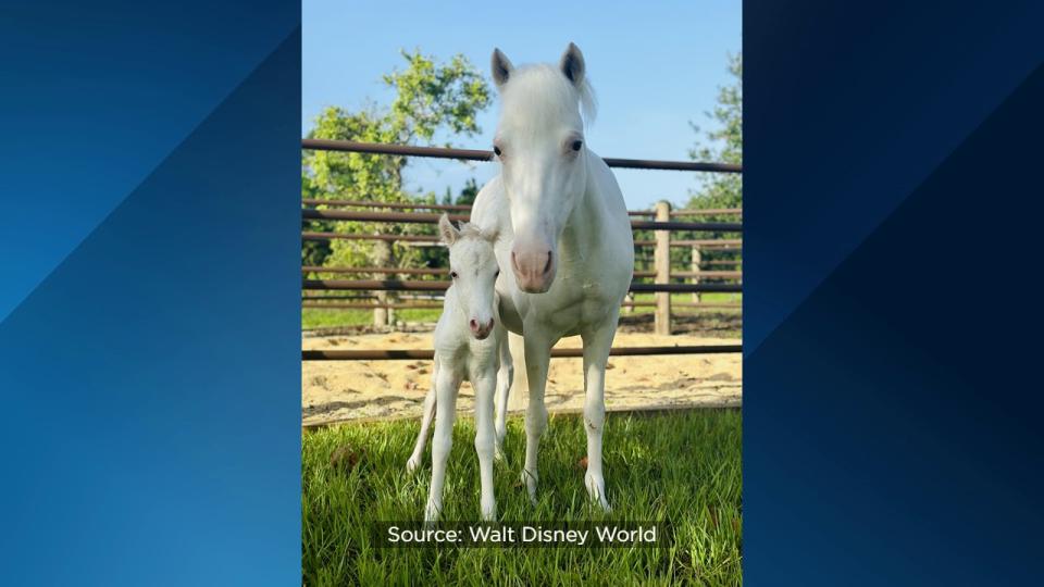 A Shetland foal born Tuesday morning at Disney’s Fort Wilderness Resort & Campground will one day help pull Cinderella’s pumpkin coach.