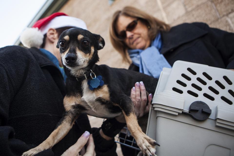 A dog is loaded into a crate at Front Street Animal Shelter in Sacramento