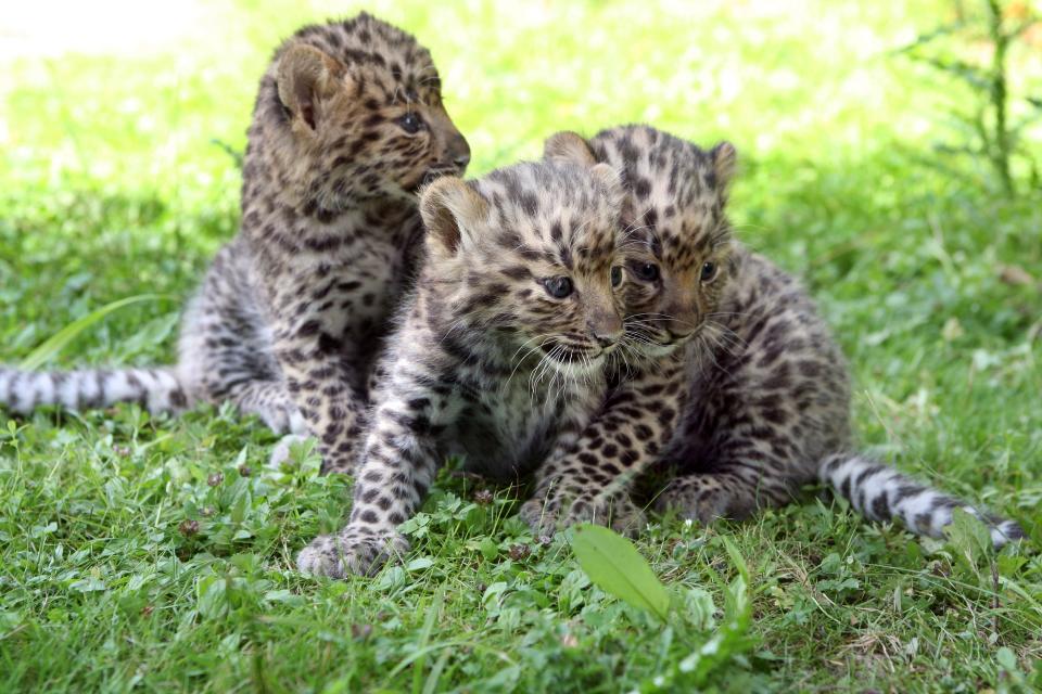 File: Three Amur leopard cubs in Nesles, southeastern Paris (AFP via Getty Images)