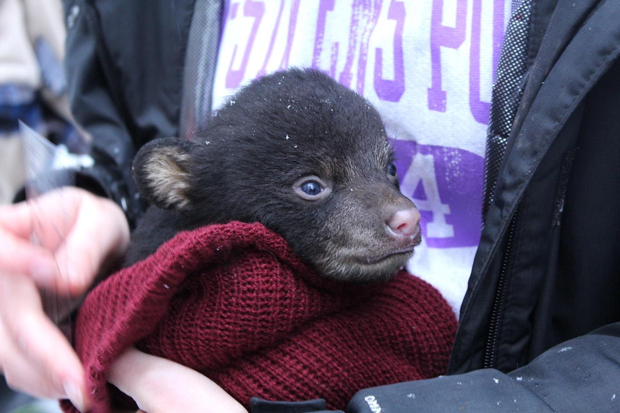 A black bear cub is held by a UW-Stevens Point student in Feb. 2023 in northern Wisconsin as part of bear research conducted by the university.