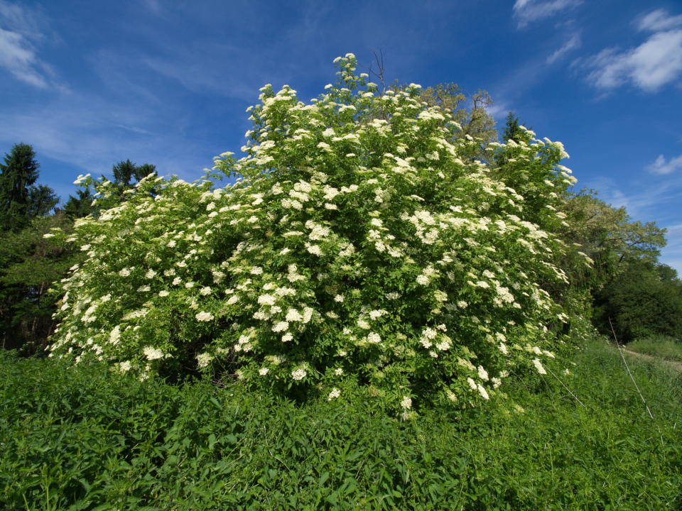 A flowering elderberry tree. (Photo: Ralf Blechschmidt via Getty Images)