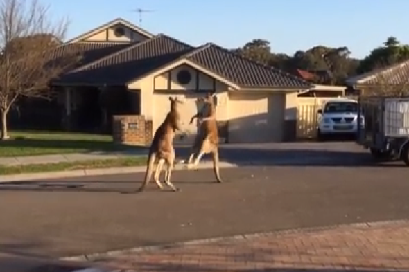 Two kangaroos fight in residential street in Australia (video)