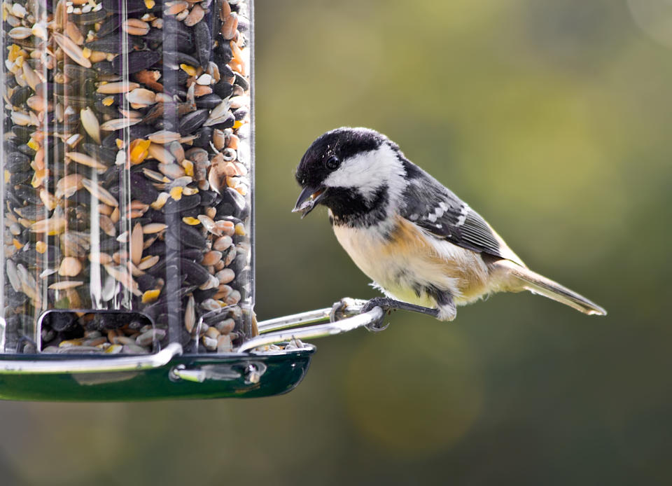 coal tit feeding