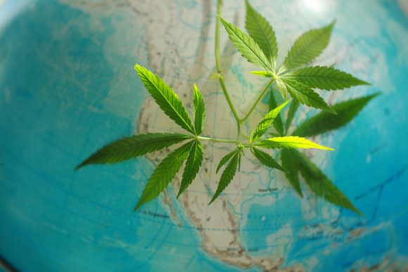 A marijuana plant hangs over a map of North America on a globe.