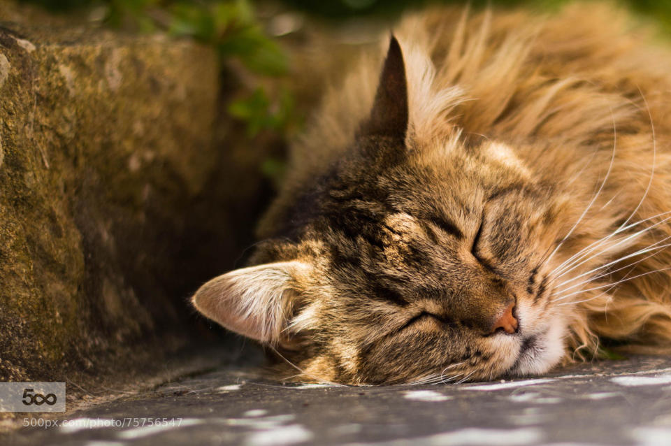 The&nbsp;14-year-old cat naps.