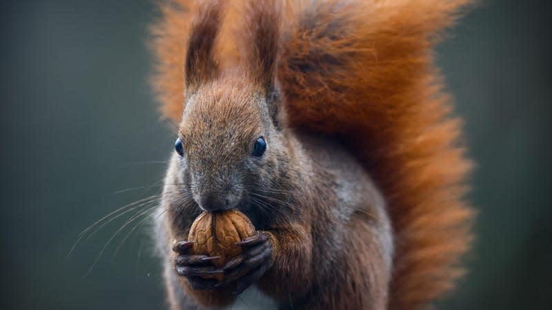 A red squirrel, a known leprosy host. - Photo: Beata Zawrzel/NurPhoto (Getty Images)