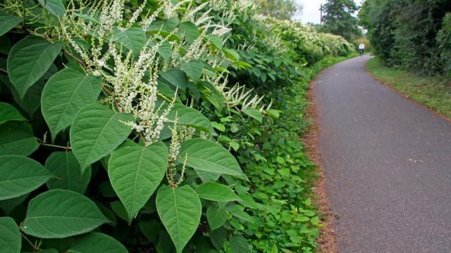 A amêijoa-japónica do Tejo, uma experiência que pode ser letal - Life  Invasaqua