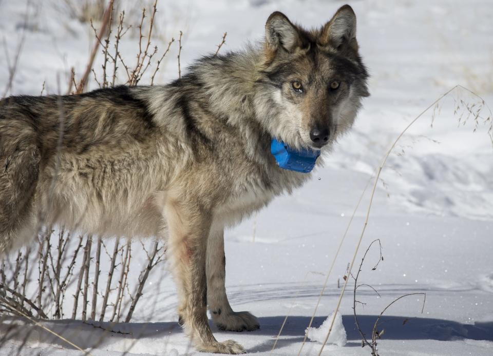 A Mexican gray wolf is released at Escudilla Mountain after being darted from a helicopter during a survey of the wolves.