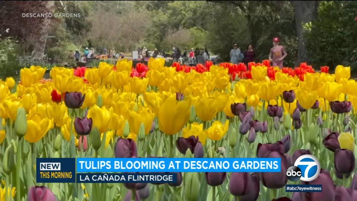 Tulips at Descanso Gardens begin to bloom, creating a beautiful sight