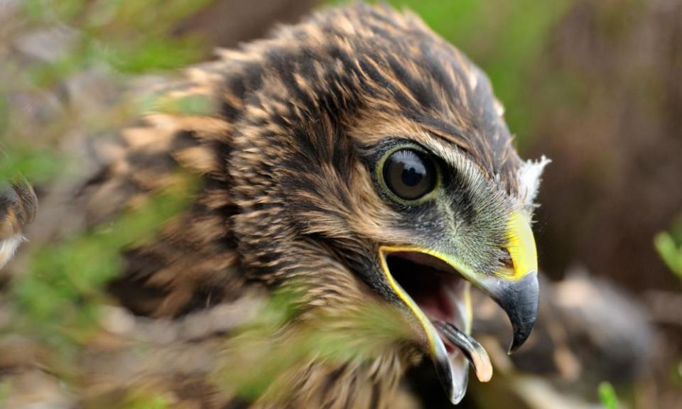 A hen harrier