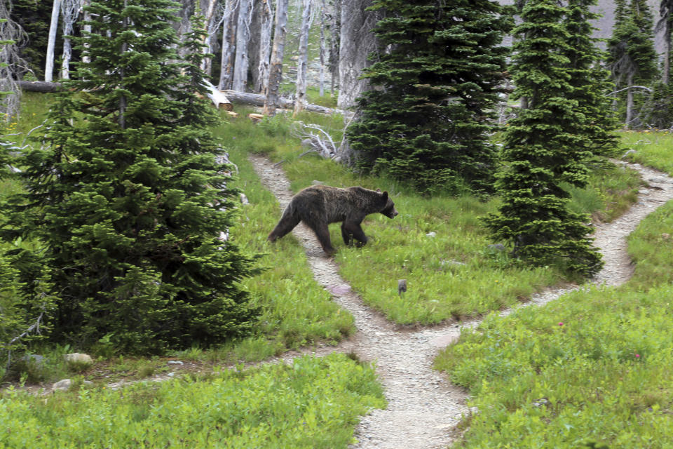 FILE - A grizzly bear walks through a back country campsite in Montana's Glacier National Park, on Aug. 3, 2014. Montana is asking the U.S. Fish and Wildlife Service to lift threatened species protections for more than 1,000 grizzly bears in the northern part of the state, including in and around Glacier. (Doug Kelley/The Spokesman-Review via AP, File)