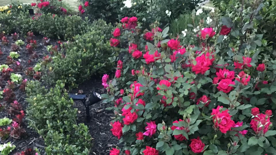low maintenance front yard ideas roses