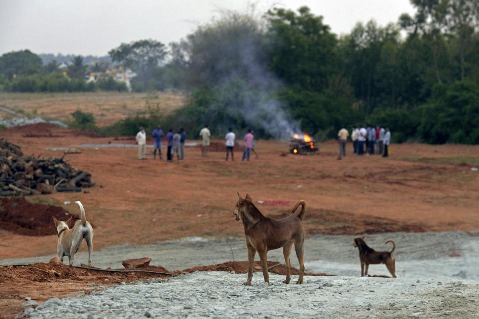 File A pack of dog watches as a family burn pyre of a person in Bangalore, India  (AFP via Getty Images)