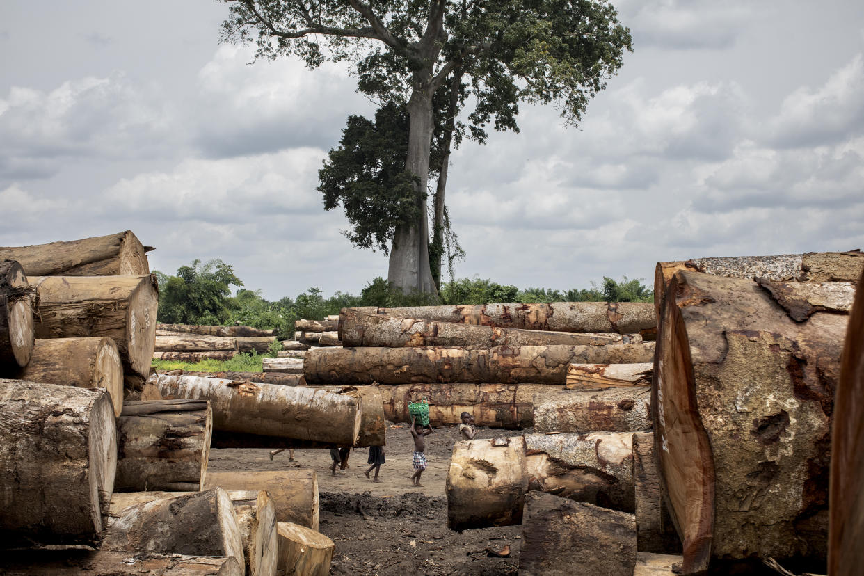 Un puerto de explotación forestal en el río Congo, en la República Democrática del Congo, hogar de uno de los mayores bosques tropicales maduros del planeta, el 18 de marzo de 2022. (Ashley Gilbertson/The New York Times).