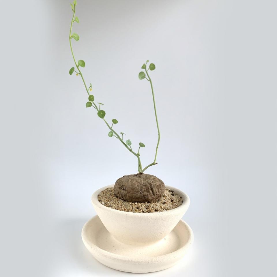 Mipa Shin will be creating Caudex planters in off-white, black and beige buff for the holidays.