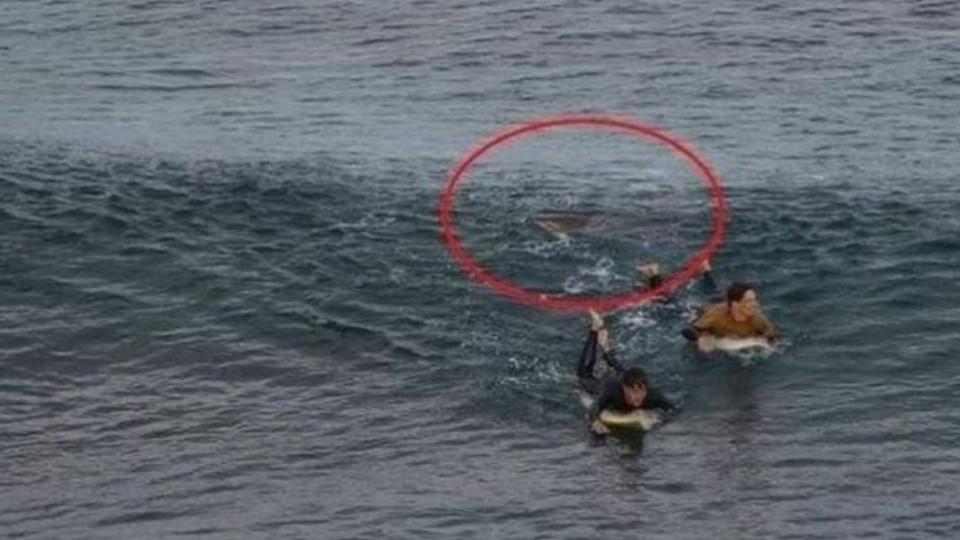 澳洲一對情侶衝浪時不幸碰上大白鯊。（圖／翻攝自obemnews IG）
