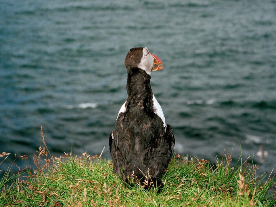 A puffin looks out over the sea.