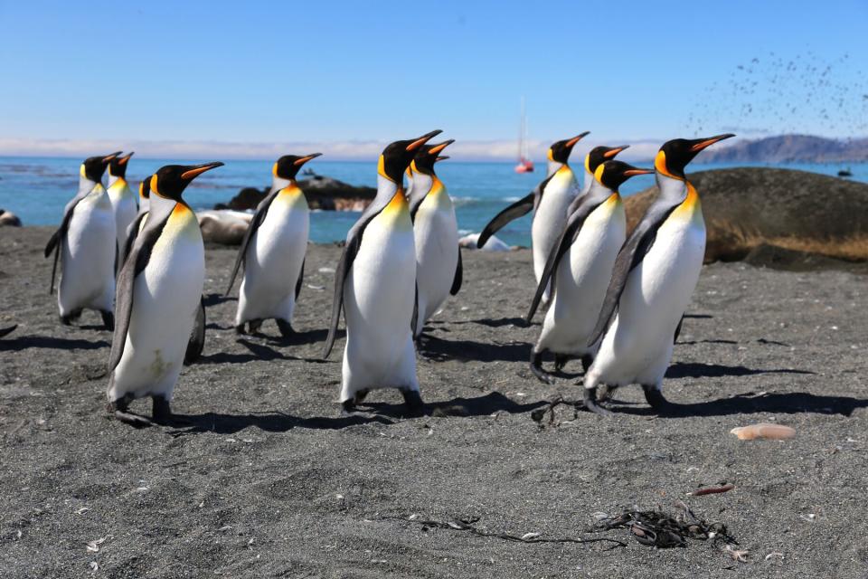 Group of penguins in Antarctica