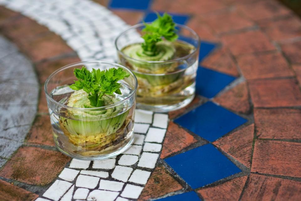 Propagating celery plants sit in small glass containers on a tiled patio. 