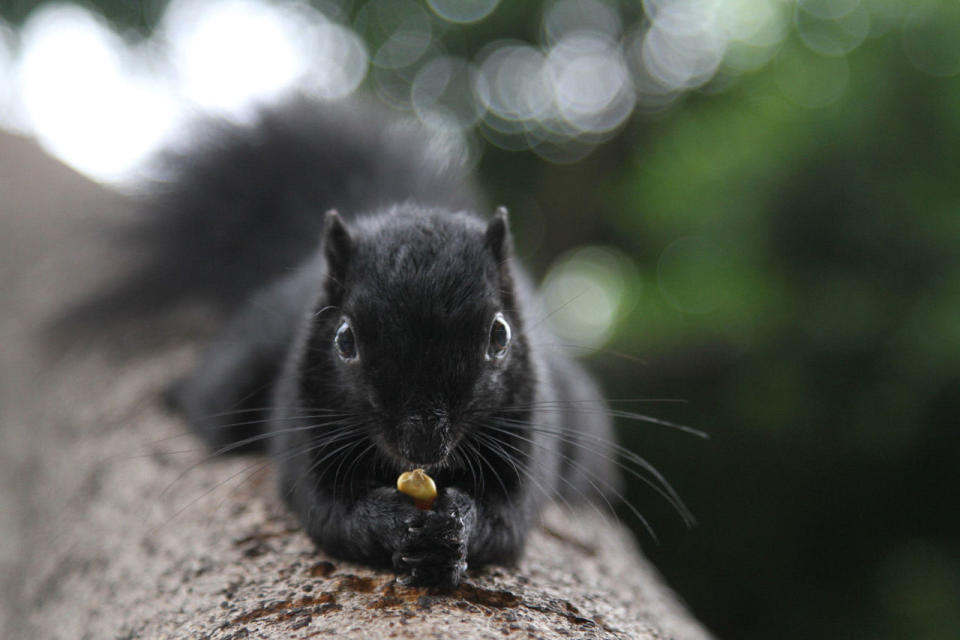 Black squirrels are totally normal.