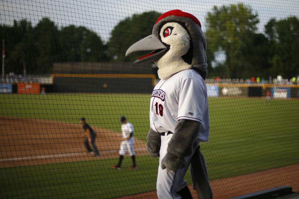 Bunker, the team mascot of the Fayetteville Woodpeckers minor league baseball team, watches the action during a game in Fayetteville, N.C., on Sunday, July 28, 2019. The region, which was once fiercely opposed to the listing of the red-cockaded woodpecker on the Endangered Species Act, has begun to embrace the rare bird. (AP Photo/Robert F. Bukaty)