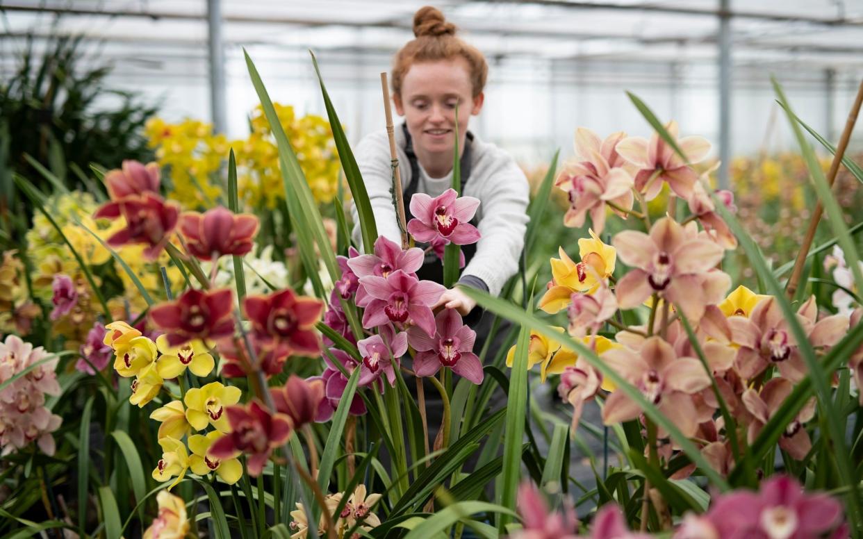 Chelsea Flower Show was cancelled this year due to the virus - Christopher Pledger
