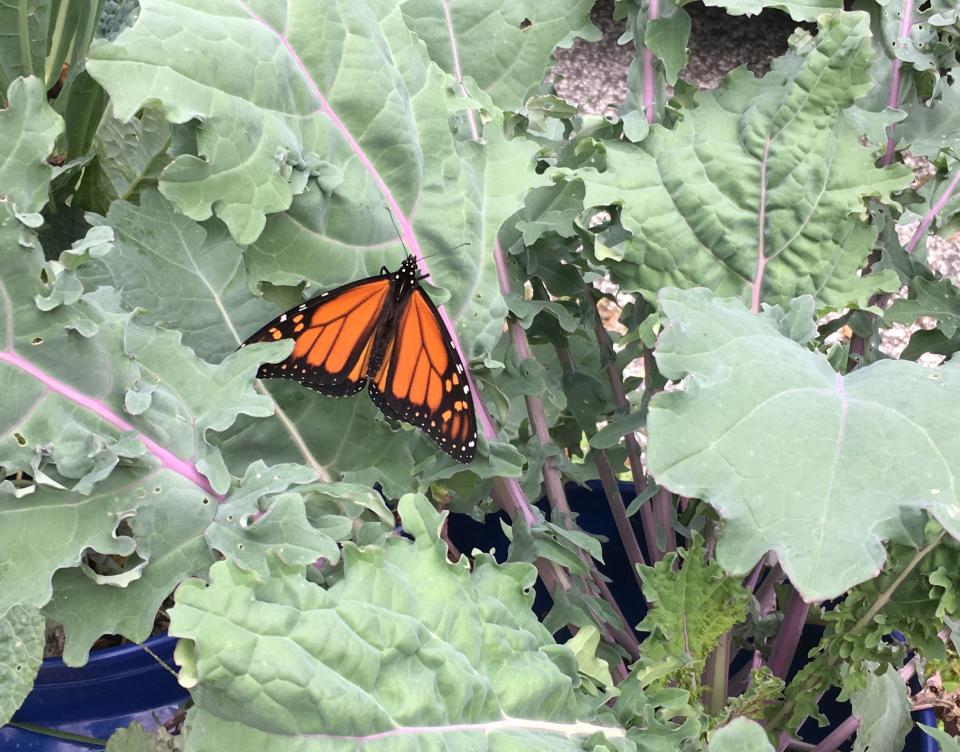 A monarch butterfly perches among the kale in a container garden on South Winooski Avenue in Burlington on Oct. 6, 2019.