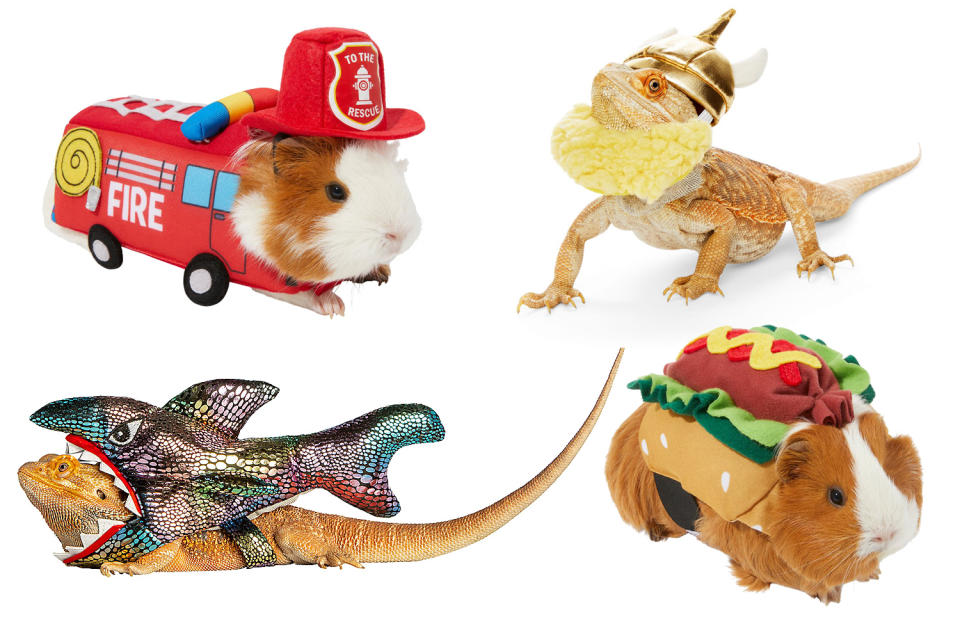 27 Halloween Costumes for Small Pets Because Guinea Pigs, Lizards and Gerbils Need Outfits Too