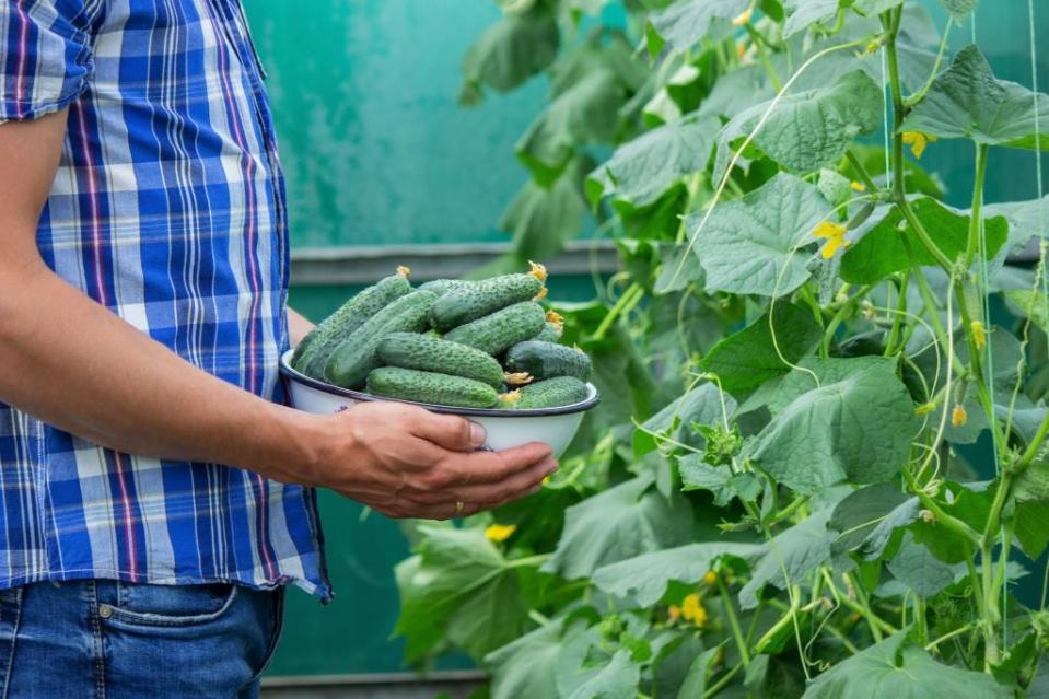 Untreated water used by a Florida cucumber grower is one likely source of salmonella food poisoning that sickened nearly 450 people across the U.S. this spring. Anna – stock.adobe.com